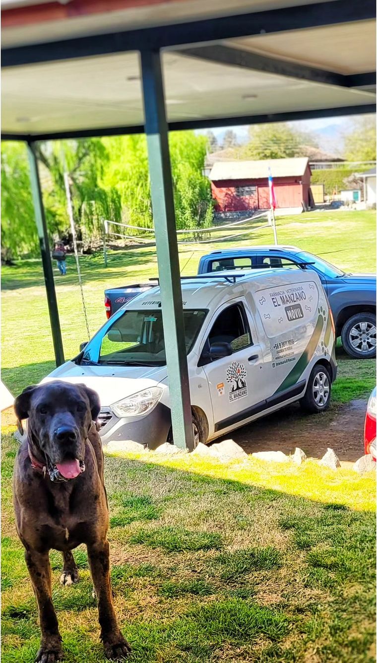 Perro grande café en un patio, con la camioneta de la veterinaria móvil estacionada detrás