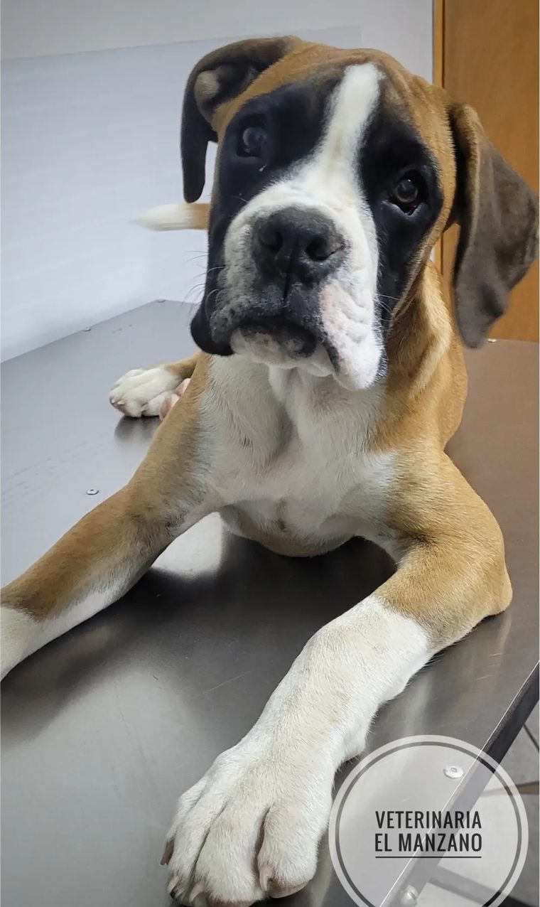 Cachorro tipo bóxer, blanco y café, echado sobre la mesa de atención