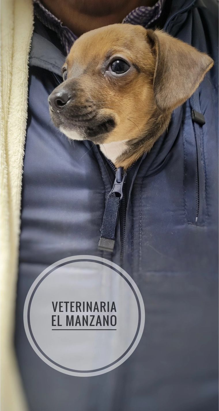 Cachorro café asomándose desde la chaqueta de una persona