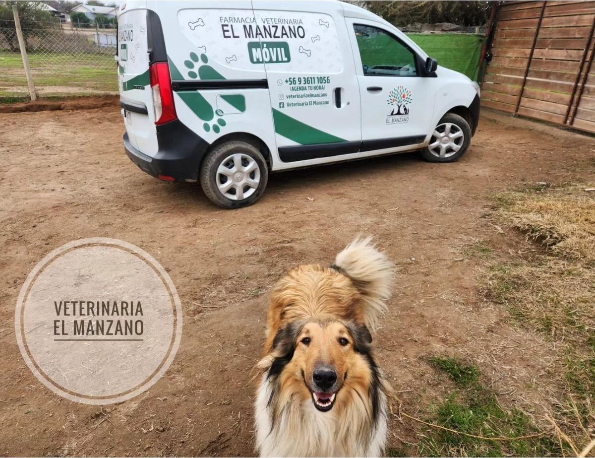 Perro collie de pelo largo frente a la camioneta Farmacia Veterinaria El Manzano Móvil