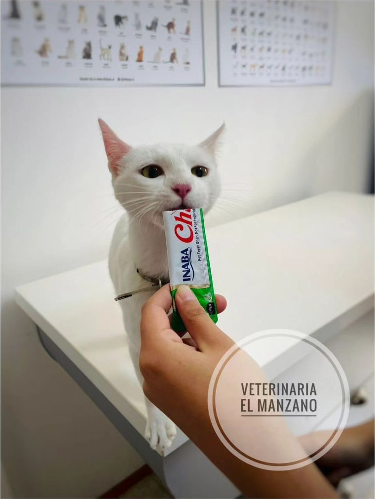Gato blanco lamiendo un snack que le ofrece una mano
