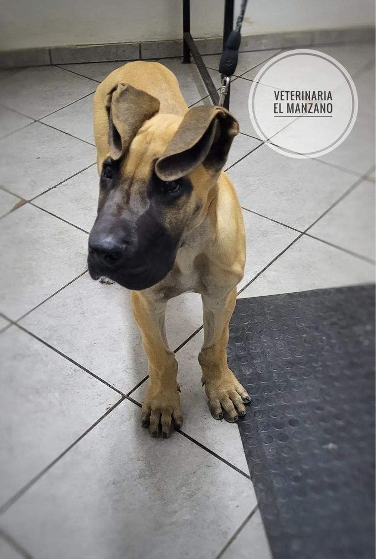 Cachorro de gran danés con correa, de pie en el piso de la clínica