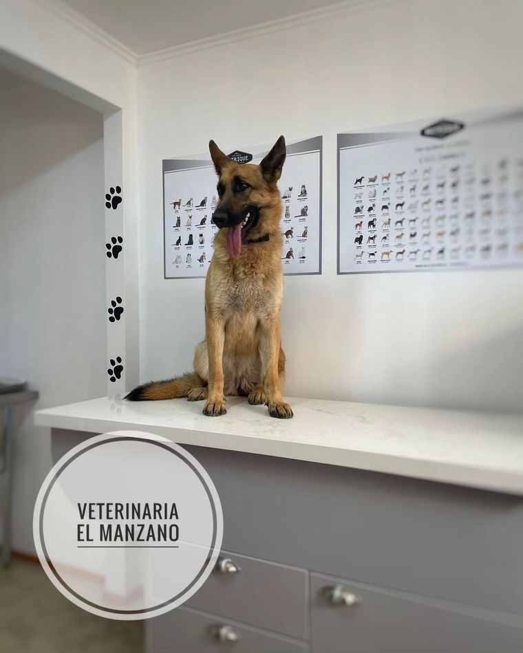 Pastor alemán sentado sobre el mesón de la veterinaria