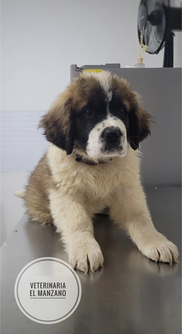 Cachorro San Bernardo sentado sobre la mesa de atención