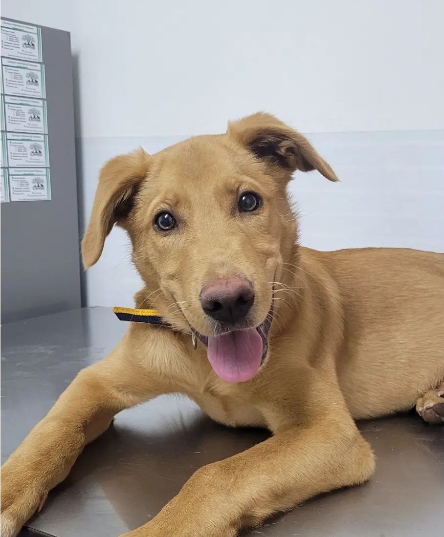 Cachorro café claro con la lengua afuera, echado sobre la mesa de atención